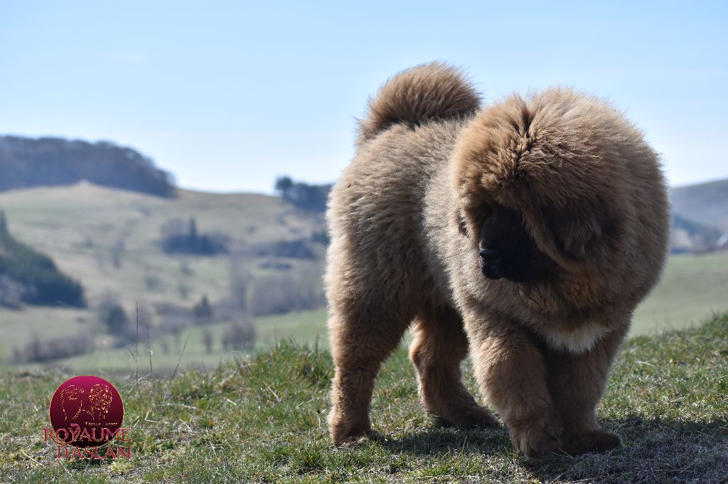 Padishah Des Lions Du Tibet